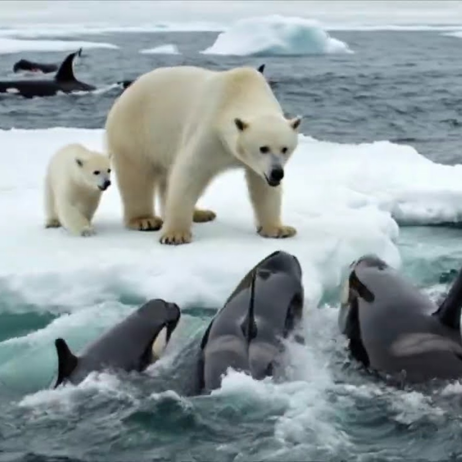 Schwertwale umzingelten die Eisbärin und ihr Junges. Sie werden nicht glauben, wie es endete.