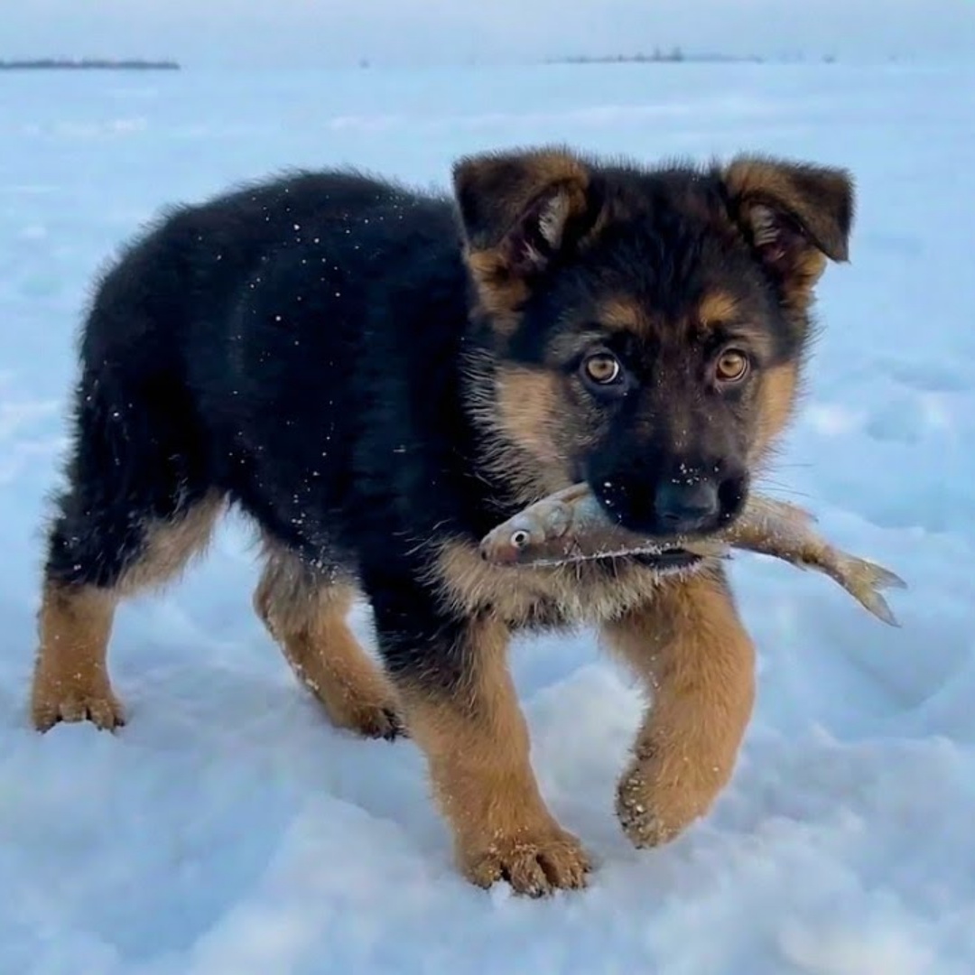 Ein Schäferhund-Welpe stiehlt einem Mann den Fisch… doch was er ihn finden lässt, bricht dein Herz.