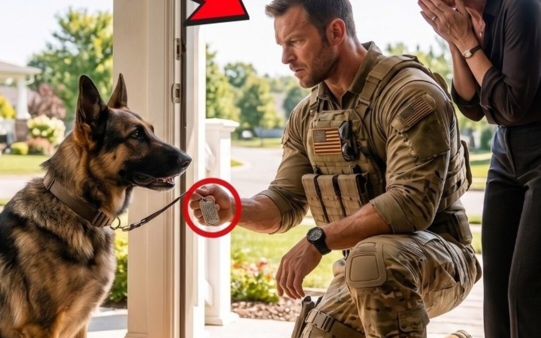 ausgehungerter Hund klopfte bei einer Witwe – seine Marke enthüllte ein dunkles Geheimnis.