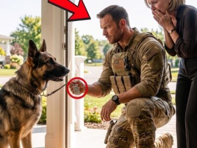 ausgehungerter Hund klopfte bei einer Witwe – seine Marke enthüllte ein dunkles Geheimnis.